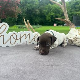 Dark green collar - Liver and white male German Shorthaired Pointer puppy in Liberty, North Carolina from White Barn Kennels LLC