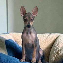 Marley - Black and tan female American Hairless Terrier puppy in Buckingham, Illinois from Gaus Hof