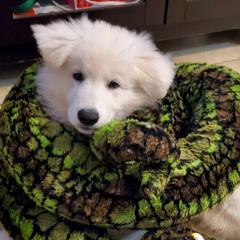 Boy 3 - White Berger Blanc Suisse puppy in Aiea, Hawaii from Hula Moon Berger Blanc Suisse