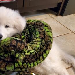 Boy 3 - White Berger Blanc Suisse puppy in Aiea, Hawaii from Hula Moon Berger Blanc Suisse