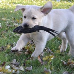 Labrador Retriever Puppies from Dunn’s Marsh Labradors