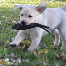 Labrador Retriever Puppies from Dunn’s Marsh Labradors