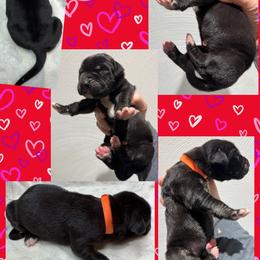 Desire - Black female Great Dane puppy in Wellsville, New York from Prophecy Danes