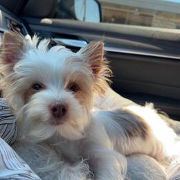 Canelo - Yorkshire Terrier