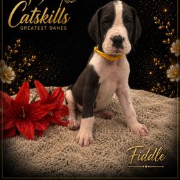 Fiddle - Mantle merle male Great Dane puppy in Liberty, New York from Catskills Greatest Danes