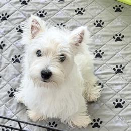 West Highland White Terrier Puppies from SunPeak West Highland White Terriers
