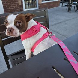 Boston Terrier and French Bulldog All Grown Up from Vanover's Boston Terriers and Frenchies
