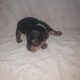 Green Boy - Black and tan male Yorkshire Terrier puppy in St. Louis, Missouri from Yorkieville - Shih Tzu Nation