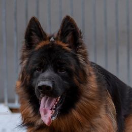 Alfa - German Shepherd