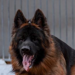 Alfa - German Shepherd