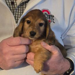 Sugar cookie - Dapple female Dachshund puppy in Lincolnton, North Carolina from Oakview Kennels