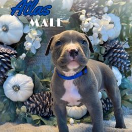 Atlas - Blue male American Bully puppy in Virginia from Terminal Velocity Kennels LLC