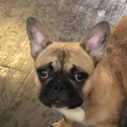 Charlie Chase  - French Bulldog