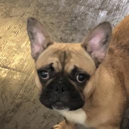 Charlie Chase  - French Bulldog