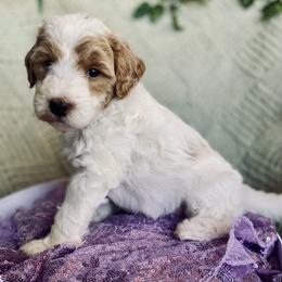 Penelope - Parti female Goldendoodle puppy in Barstow, California from Golden Desert Doodles