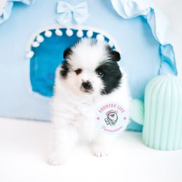 Pomeranian Puppies from Country Life Pomeranians