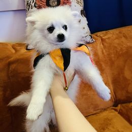 Anna - White female Pomeranian puppy in St. Louis, Missouri from Saint Louis Pomeranian babies