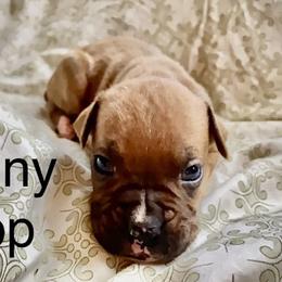 Girl 4 - Boxer puppy in Canterbury, Connecticut from Franklin’s Boxers