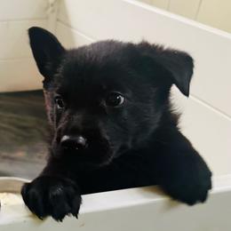 Rampage - Black male German Shepherd puppy in Crossville, Tennessee from Raising the Bar German Shepherds