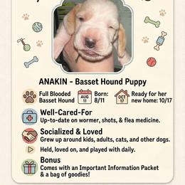 Basset Hound Puppies from Violet Lane Basset Hounds