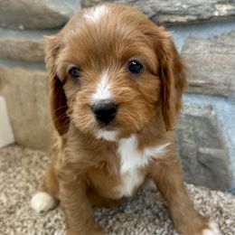 Lady Daphne - Red Cavapoo puppy in Malad City, Idaho from FreckledCowgirlCorgis