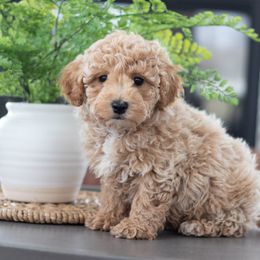 Maltipoo, Shichon, and Shihpoo Puppies from Timbercreek Puppies