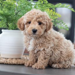 Maltipoo, Shichon, and Shihpoo Puppies from Timbercreek Puppies