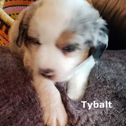 Miniature American Shepherd Puppies from A Bar J Ranch Kennel