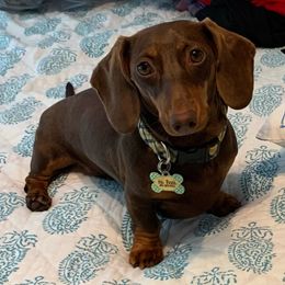 Dachshunds from Sylvia Manner's Dachshunds