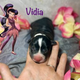 Vidia - Black and white female American Corgi puppy in Valley, Washington from Corgis of the Mountain Valley