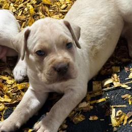 Jacob - Fawn male Cane Corso puppy in Chesapeake, Virginia from 948 Cane Corso