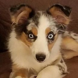 Australian Shepherds from BitABlue Australian Shepherds
