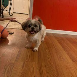 Ivy - Shih Tzu