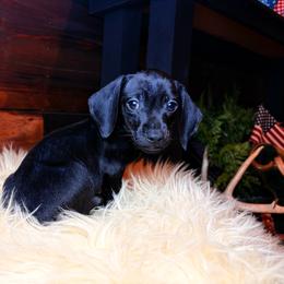 Sirius - Black male Dachshund puppy in Washburn, Tennessee from Clinch Mountain Dachshunds
