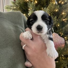 Boy 3 - Havanese puppy in Osceola, Indiana from LUV my HAVAMALT