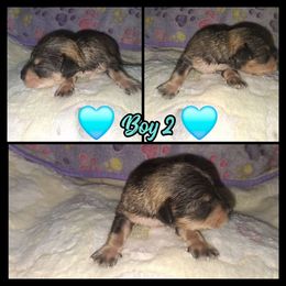 Jack Sparrow - Salt and pepper male Miniature Schnauzer puppy in Bloomington, California from Michael's Minis