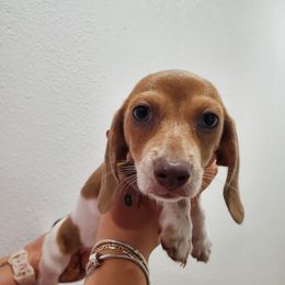 Female SH - Piebald female Dachshund puppy in Charlotte County, Florida from Doxie Den