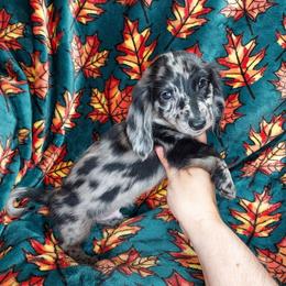 CKC NATE - Dapple male Dachshund puppy in Swink, Oklahoma from Palali Farm