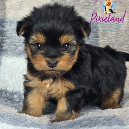 Tatiana - Black and gold female Yorkshire Terrier puppy in Santa Clarita, California from Pixieland Yorkshire Terriers