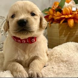 Layla - Light golden female Golden Retriever puppy in Doniphan, Missouri from Stockford’s Golden Retrievers