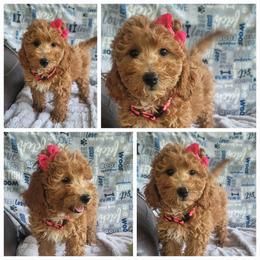 Girl 2 - Apricot female Goldendoodle puppy in Plymouth, Utah from Country Sunshine