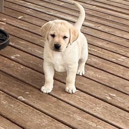 Happy - Yellow female Labrador Retriever puppy in Tekonsha, Michigan from Asher Acres Labs