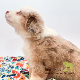 Cosmo - Red merle Miniature Australian Shepherd puppy in Talking Rock, Georgia from Run'n Bear Mini Aussies