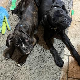 Light Green - Brindle male Boxer puppy in Charleroi, Pennsylvania from KC’s Boxers