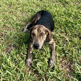 Catahoula Leopard Dog All Grown Up from Lazy 44 Catahoulas