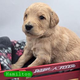 Hamilton - Apricot male Goldendoodle puppy in Neillsville, Wisconsin from Granton Creek