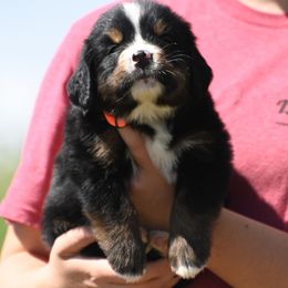 Orange Collar Boy - Black tan and white male Bernese Mountain Dog puppy in Loveland, Colorado from Grateful Bernese & Gage's Goldens