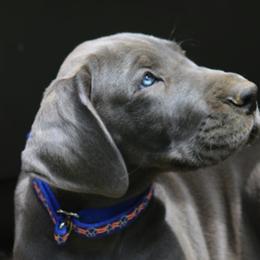 Great Dane Puppies from Sterling Danes
