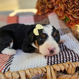 Maple - Tri-color female Bernedoodle puppy in Russell Springs, Kentucky from 270 Doodles