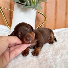 Cocoa - Chocolate and tan female Dachshund puppy in Jacksonville, Florida from Florida Dippin’ Dachshunds & Aussiedoodles